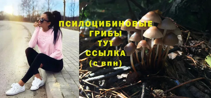 Галлюциногенные грибы Psilocybe  Карабаш 